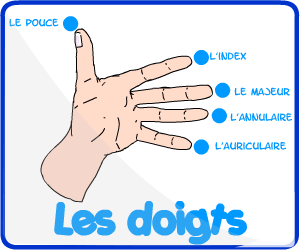 Les noms des doigts