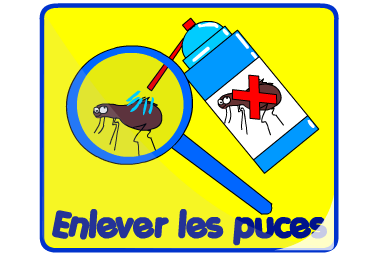 Enlever les puces