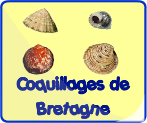 Coquillages de Bretagne